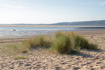 Fototapeta na wymiar Grass on the beach in the summertime.