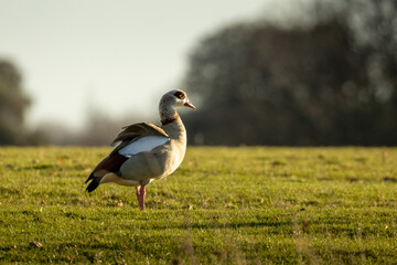 Alopochen aegyptiaca (egyptian goose) in the grass