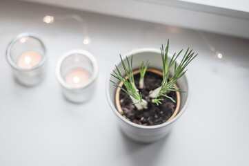 Young shoots of narcissus on a ceramic white window sill and candles in transparent candlesticks.