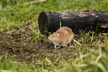 Mouse eating fallen seed in the floor