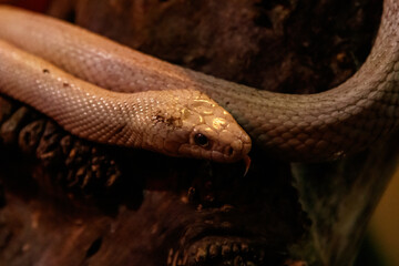 snake leucistic texas rat