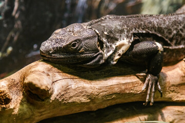 Beautiful Black Mexican dragon, iguana Wigmann, Stenosura pectinate sitting on a branch