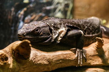 Beautiful Black Mexican dragon, iguana Wigmann, Stenosura pectinate sitting on a branch