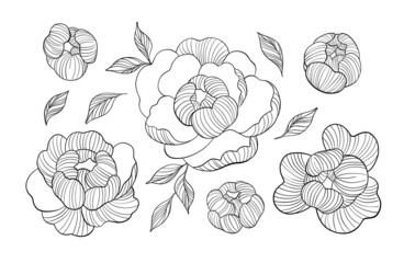 Hand draw line vector flowers set. Peony illustration. Logo design. For cards, wedding cards, invitation card, congratulation card, invitation, postcard birthday, wedding, party, mother day.