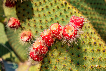 Fototapeta premium Close up, detail, of a cactus shovel, full of sharp thorns. Succulent plant in an ornamental garden. The red fruits born on the end of the branch. Concept of summer, heat, drought, resistance.