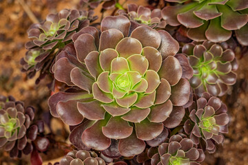 Close up of the succulent plant Aeonium arboreum, subtropical plants of the family Crassulaceae. Concentric brown and green leaves. Known as Irish Rose. Flower.
