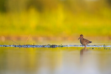 An adult common redshank (Tringa totanus) photograped at ground level in shallow water.
