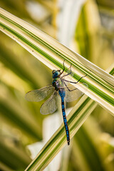 A beautiful blue dragonfly has landed on a plant leaf to eat the small parasitic insects. Close up, macro, blur effect, bokeh. Flight, lightness, strength, insect, wild, nature.