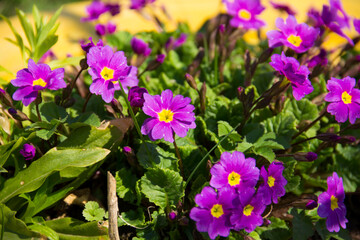 flowers in the garden