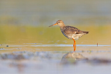 An adult common redshank (Tringa totanus) photograped at ground level in shallow water.