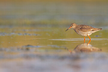 An adult common redshank (Tringa totanus) photograped at ground level in shallow water.