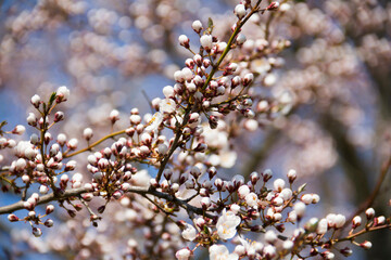 blooming tree