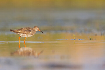 An adult common redshank (Tringa totanus) photograped at ground level in shallow water.