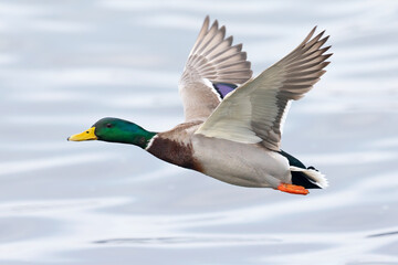 A male Mallard duck (Anas platyrhynchos) in flight