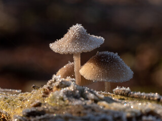 Frozen mushrooms in winter time close up frost and moss