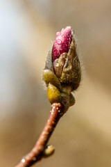 beautiful magnolia flowers with water droplets