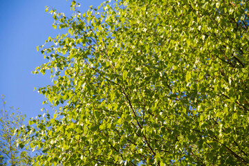 Green tree, birch, in the forest against the blue sky