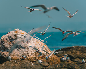 Terns flying around rock in Newport, Rhode Island