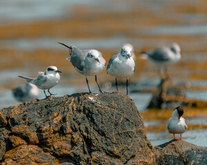 Terns on rocky beach, Newport, Rhode Island