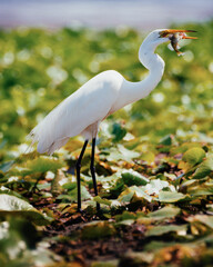 Fishing Egret at Easton's Pond, Newport, Rhode Island