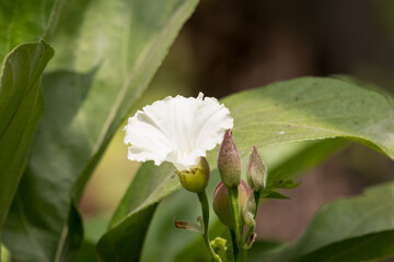 Beaumontia grandiflora or easter lily vine