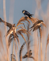 Birds in Tall Grass