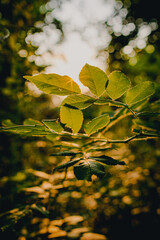 Leaves in sunset light