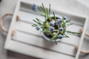 Muscari or mouse hyacinth in a white pot on on a white wooden tray top view.