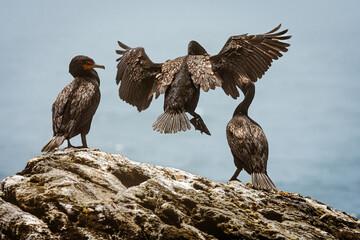 Three Cormorants fight for space, Newport, Rhode Island