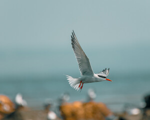 Flying tern in Newport, Rhode Island
