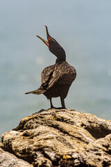 Cormorant on rock, Newport, Rhode Island