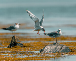 Flying tern at Sachuest Point, Rhode Island