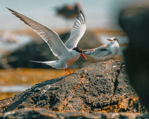 Tern landing at Sachuest Point, Rhode Island
