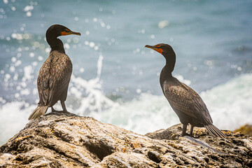 two cormorants at Sachuest Point, Rhode Island