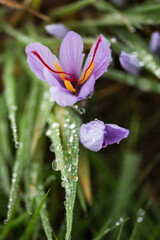 Crocus sativus for Safran