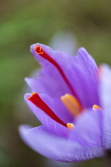 Crocus sativus for Safran