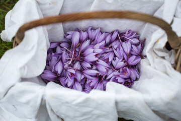 Crocus sativus for Safran