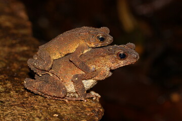 Crested toad (Ingerophrynus divergens) couple in amplexus from a natural habitat, Borneo