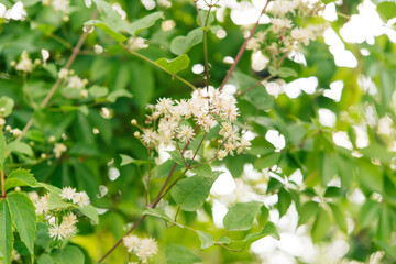 blossoming tree in spring