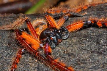 Rhitymna pinangensis - an orange huntsman spiders male from rainforest of Borneo
