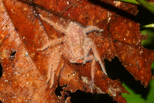 David Bowie Huntsman Spider (Heteropoda davidbowie) on the leaf in a natural habitat