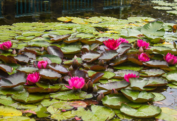 Legada de la primera, colores intensos de flores de diferentes partes del mundo © WALTER HURST