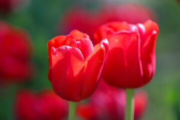 Close up macro beautiful two red tulip flower with selective focus