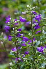 Legada de la primera, colores intensos de flores de diferentes partes del mundo