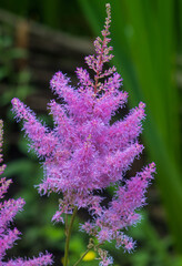 Legada de la primera, colores intensos de flores de diferentes partes del mundo © WALTER HURST