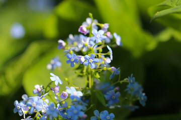 Obraz premium Macro photography of forget-me-not flowers (lat. Myosotis) with selective focus on a natural blurry green background 