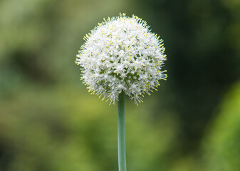 Legada de la primera, colores intensos de flores de diferentes partes del mundo © WALTER HURST