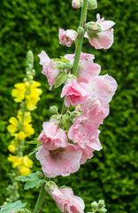 Legada de la primera, colores intensos de flores de diferentes partes del mundo © WALTER HURST