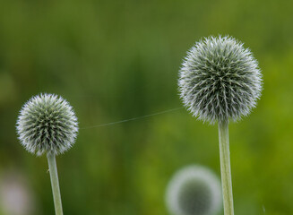 Legada de la primera, colores intensos de flores de diferentes partes del mundo © WALTER HURST