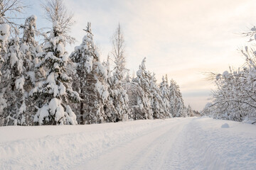 Country road, cleared of snow, passes through a beautiful snow-covered forest, on a frosty winter evening. Wonderful village landscape.